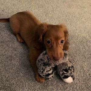 Meet your Posher, Lindsey